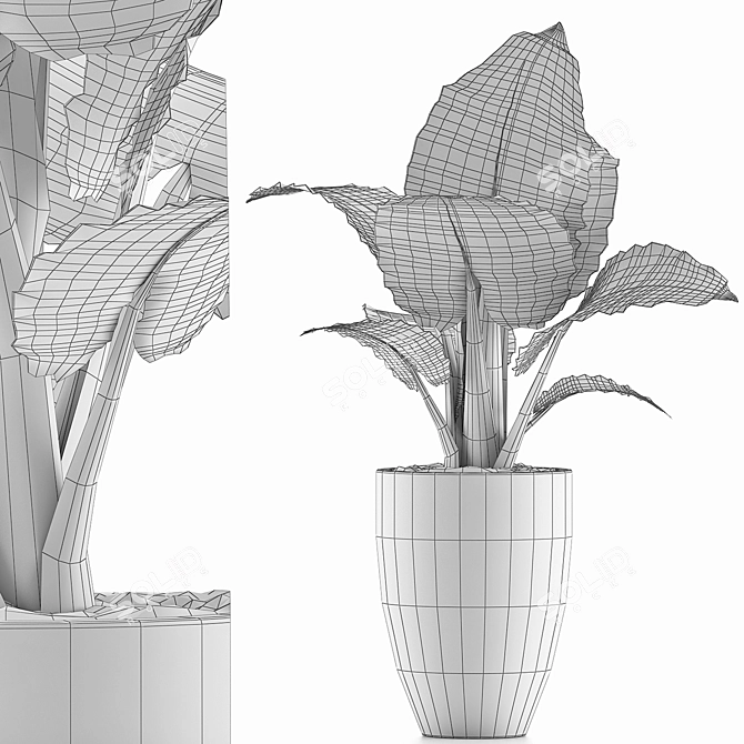 Exotic Alocasia Collection: Perfect Decor 3D model image 5