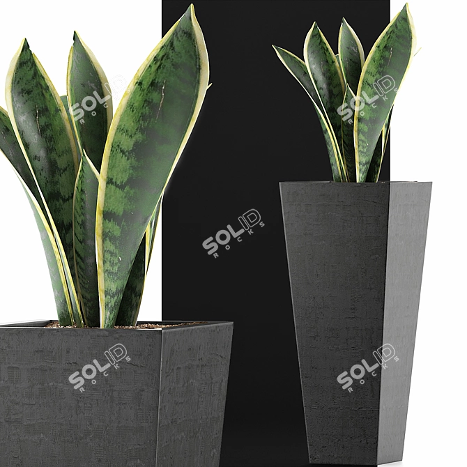 Exotic Plants Collection: Sansevieira 3D model image 3