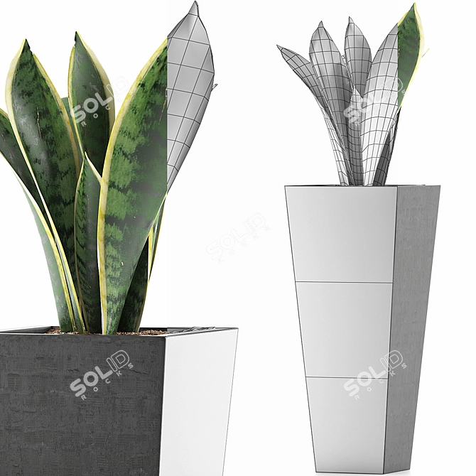 Exotic Plants Collection: Sansevieira 3D model image 4