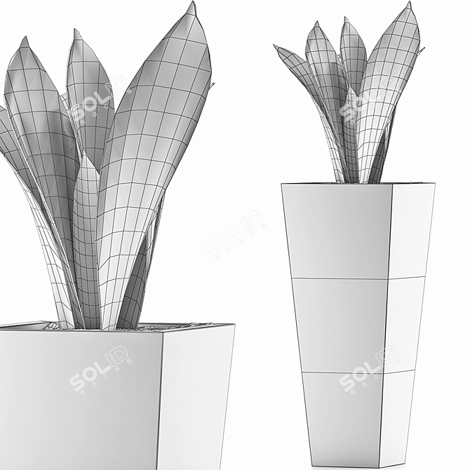 Exotic Plants Collection: Sansevieira 3D model image 5