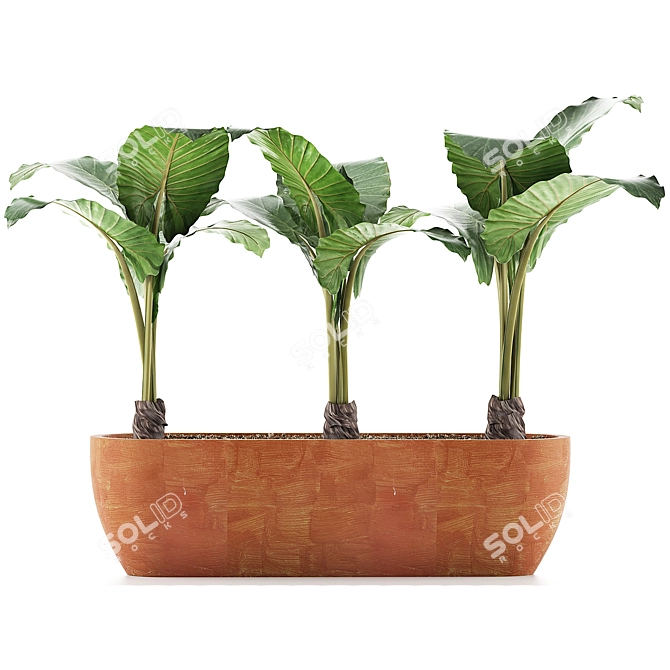 Exotic Alocasia Collection: Stunning Greenery 3D model image 3