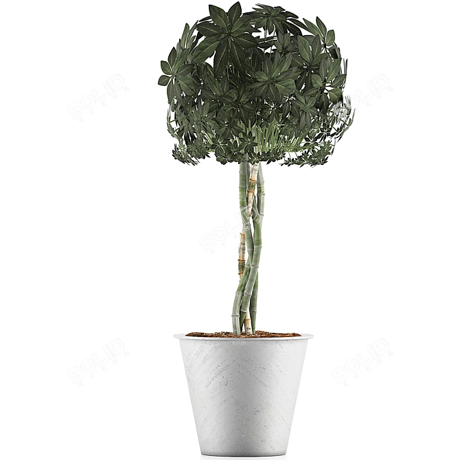 Exotic Collection: 72 Schefflera Arboricola 3D model image 2