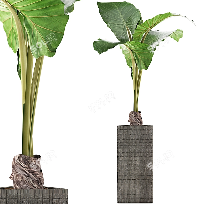 Exotic Alocasia Plants: 75 Exclusive Stunners 3D model image 1