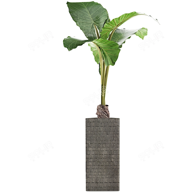 Exotic Alocasia Plants: 75 Exclusive Stunners 3D model image 2