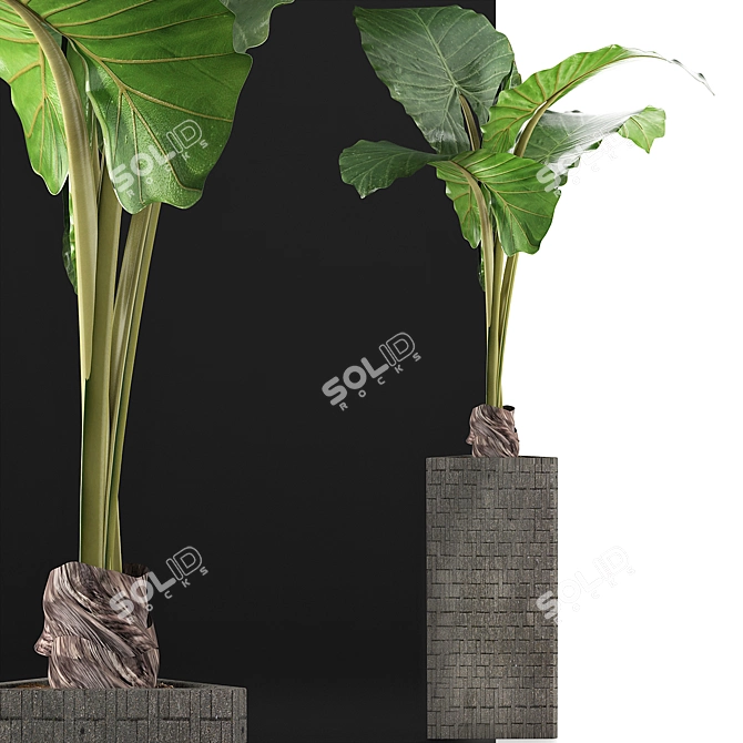 Exotic Alocasia Plants: 75 Exclusive Stunners 3D model image 3