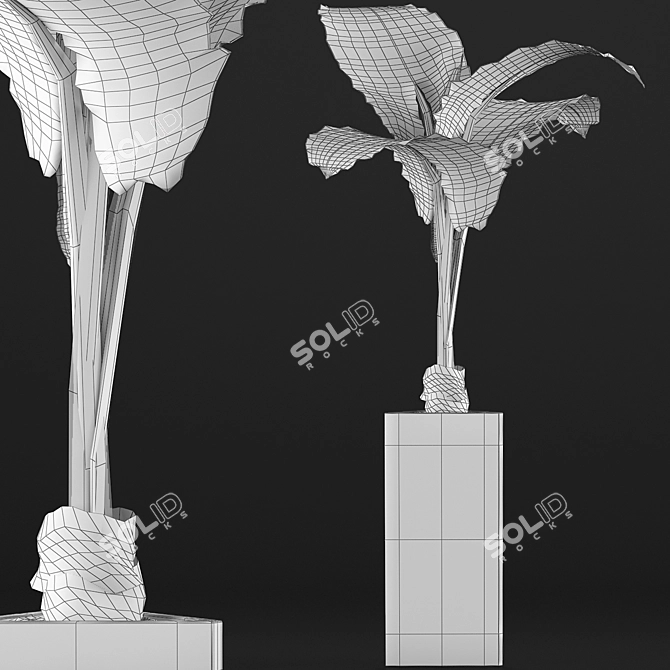 Exotic Alocasia Plants: 75 Exclusive Stunners 3D model image 5