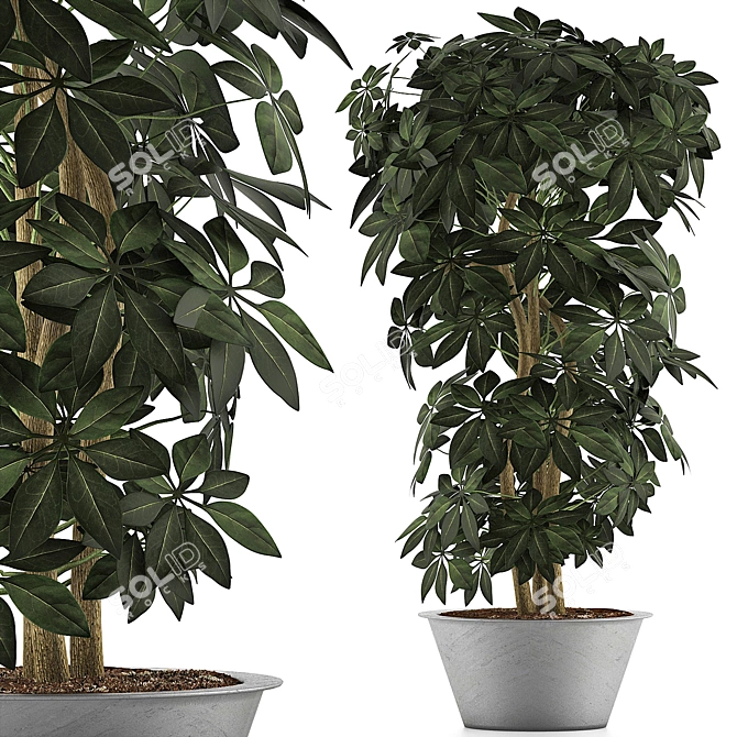 Exotic Schefflera Arboricola: Green Office Decor 3D model image 1