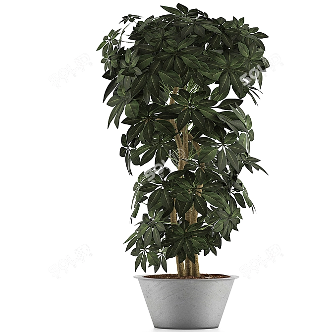 Exotic Schefflera Arboricola: Green Office Decor 3D model image 2