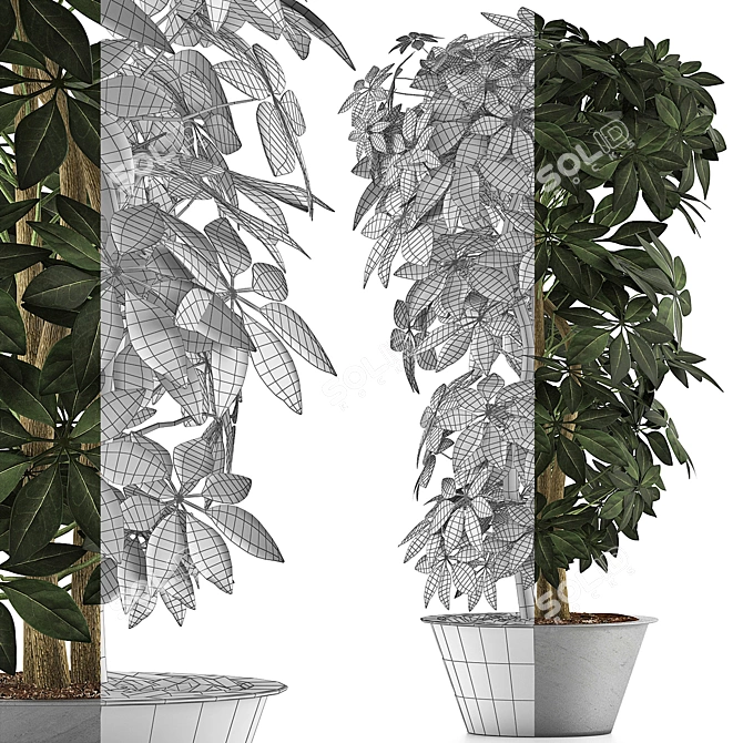 Exotic Schefflera Arboricola: Green Office Decor 3D model image 3