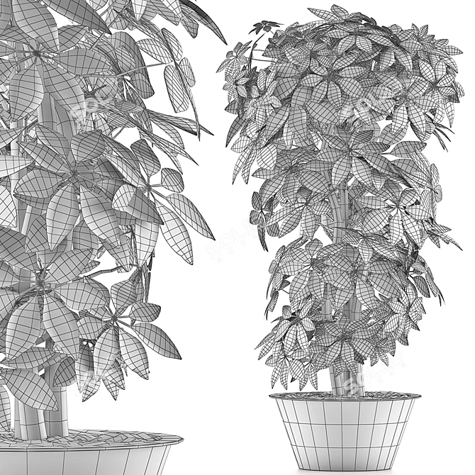 Exotic Schefflera Arboricola: Green Office Decor 3D model image 4