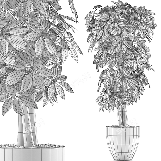 Tropical Plants Collection: Schefflera Arboricola 3D model image 5