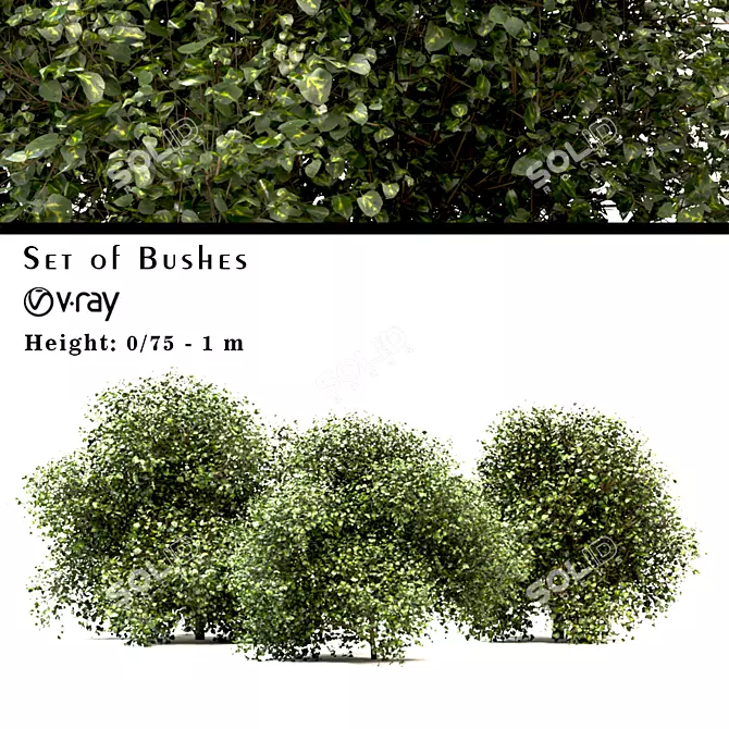 Versatile Buxus Bush Trio 3D model image 1