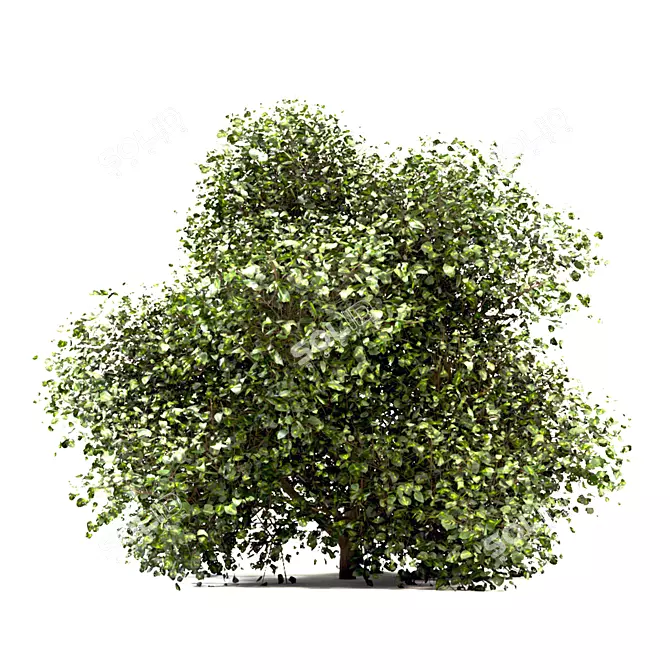 Versatile Buxus Bush Trio 3D model image 2