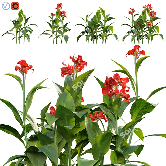 Archive of Canna Lily Models 3D model image 1