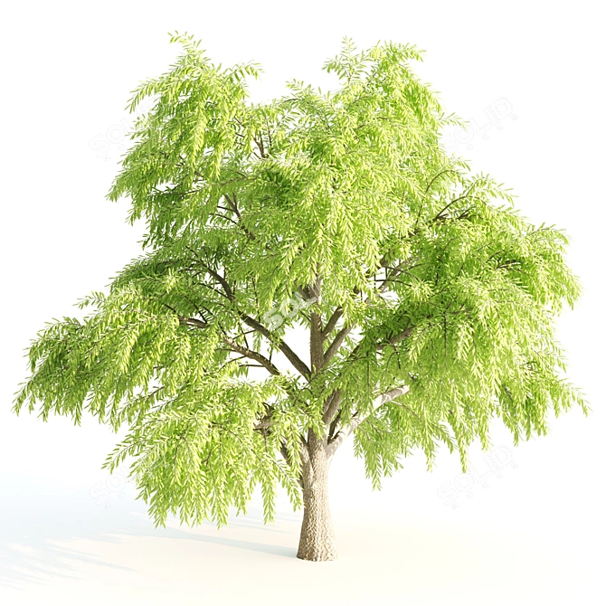 3-in-1 Tree Assortment: Willow, Eucalyptus, Acacia 3D model image 2