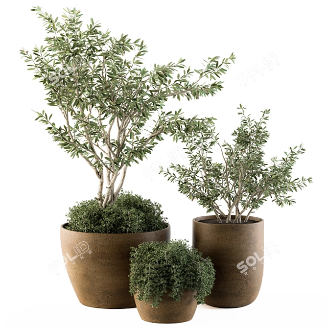 Lush Outdoor Olive Trees - Set 79 3D model image 1