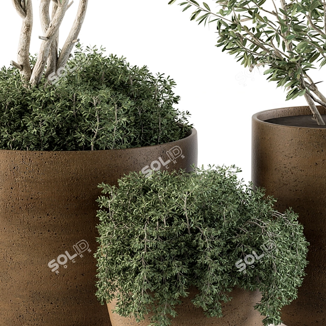 Lush Outdoor Olive Trees - Set 79 3D model image 2