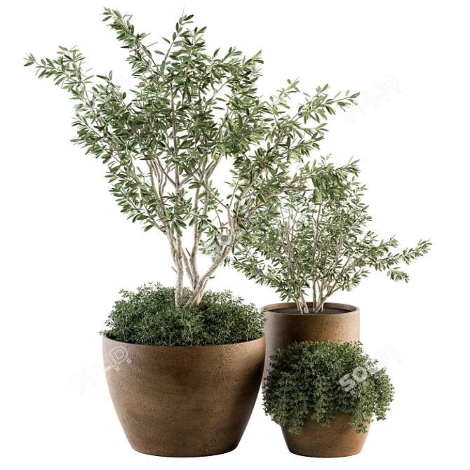 Lush Outdoor Olive Trees - Set 79 3D model image 4