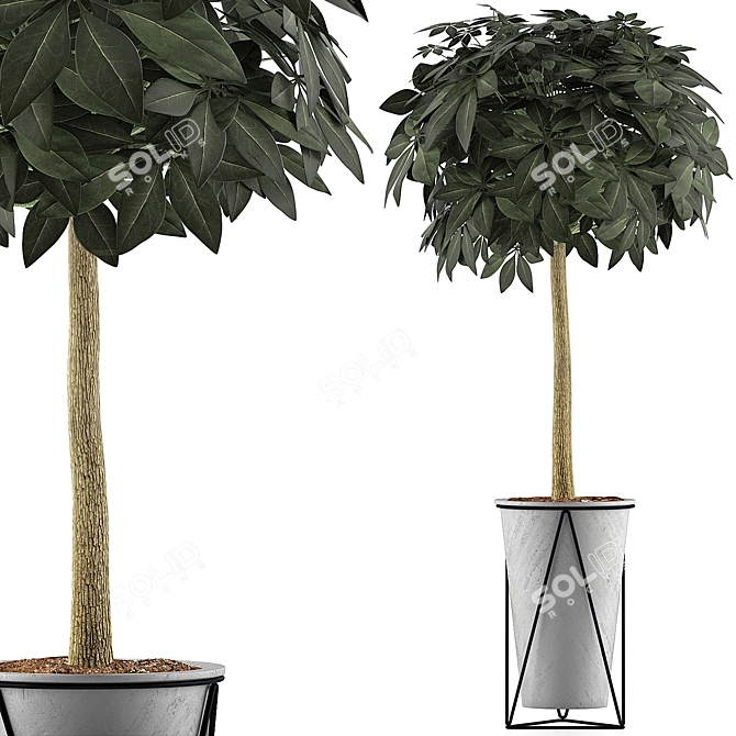 Exotic Plants Collection: Schefflera Arboricola 3D model image 1