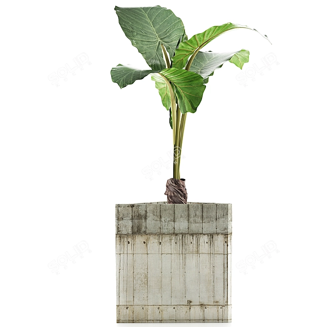 Exotic Alocasia Plants Collection 3D model image 2