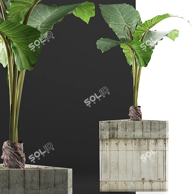 Exotic Alocasia Plants Collection 3D model image 3