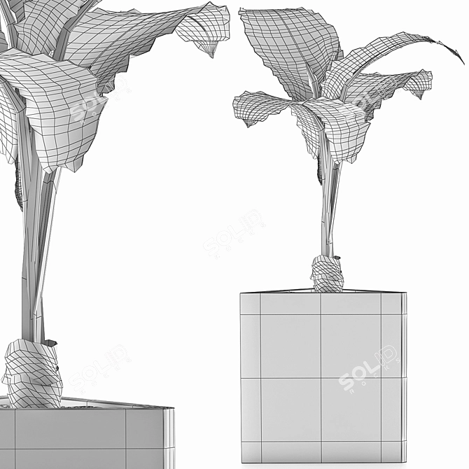 Exotic Alocasia Plants Collection 3D model image 5