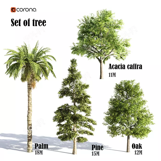 Tree016 Corona Set: Oak, Palm, Pine, Acacia Caffra 3D model image 1