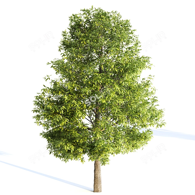 Tree016 Corona Set: Oak, Palm, Pine, Acacia Caffra 3D model image 2