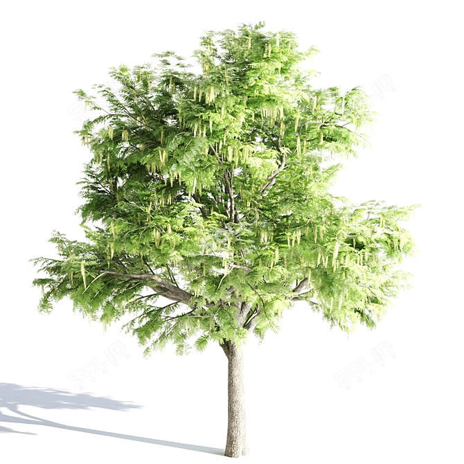 Tree016 Corona Set: Oak, Palm, Pine, Acacia Caffra 3D model image 3