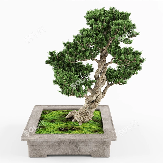 Elegant Bonsai Decor Tree 3D model image 2