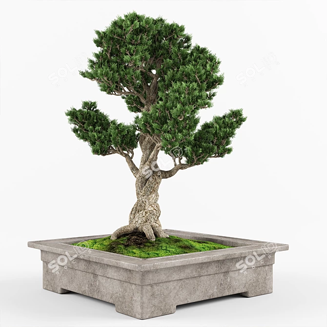 Elegant Bonsai Decor Tree 3D model image 4