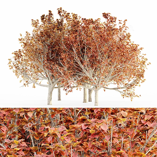 Elegant Autumn Bradford Pear Trees 3D model image 1