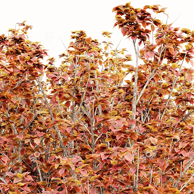 Elegant Autumn Bradford Pear Trees 3D model image 2