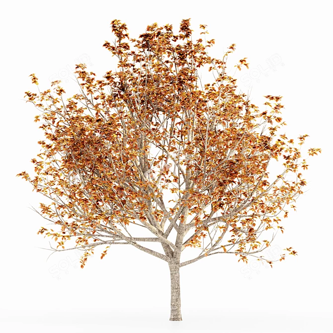 Elegant Autumn Bradford Pear Trees 3D model image 3