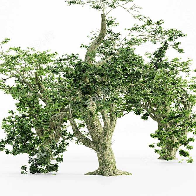  Majestic Maple Tree Collection 3D model image 2