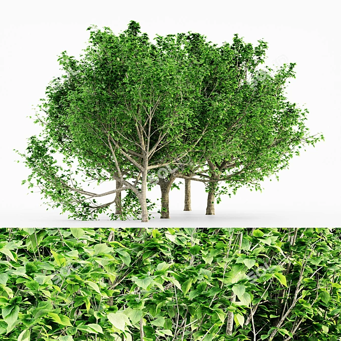 Graceful Bradford Pear Tree Collection 3D model image 1