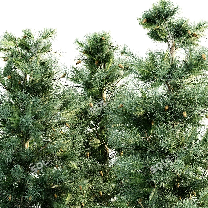 Blue Spruce Tree Collection: 3 Trees, Heights 8.9m, 8.3m, 8.5m 3D model image 3