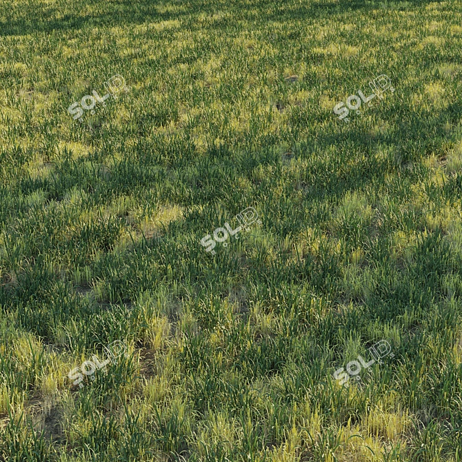 Natural Forest Grass Collection 3D model image 2