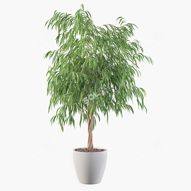 Ficus Ali Plants Collection 3D model image 1