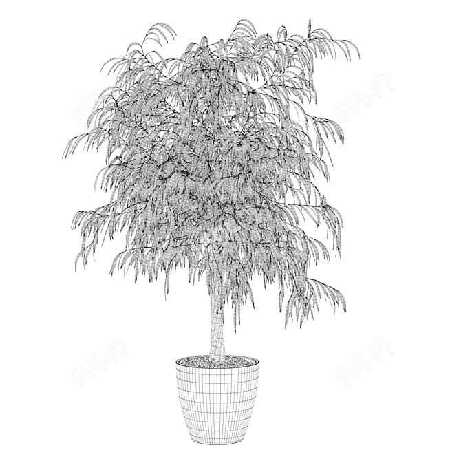 Ficus Ali Plants Collection 3D model image 2