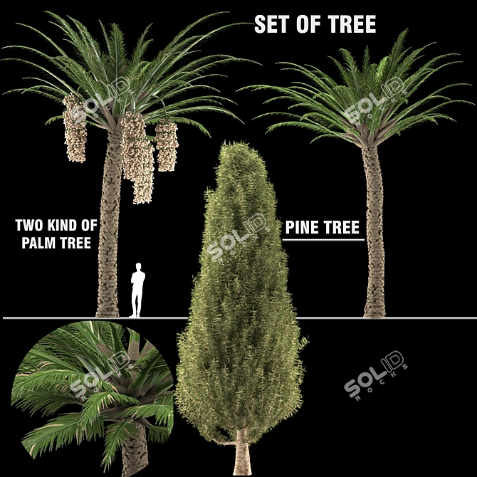 Trio Tree Set: Palm & Pine 3D model image 1