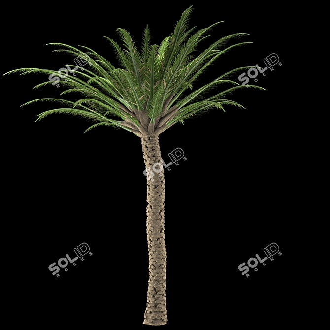 Trio Tree Set: Palm & Pine 3D model image 3