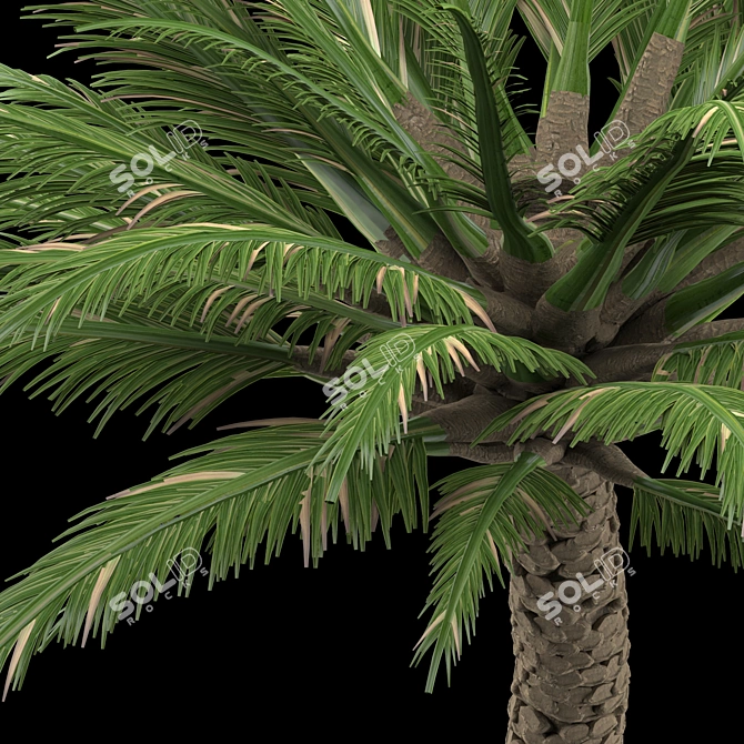 Trio Tree Set: Palm & Pine 3D model image 5