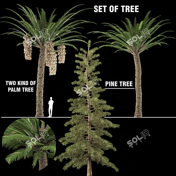 Trio Tree Set: Palm & Pine 3D model image 7