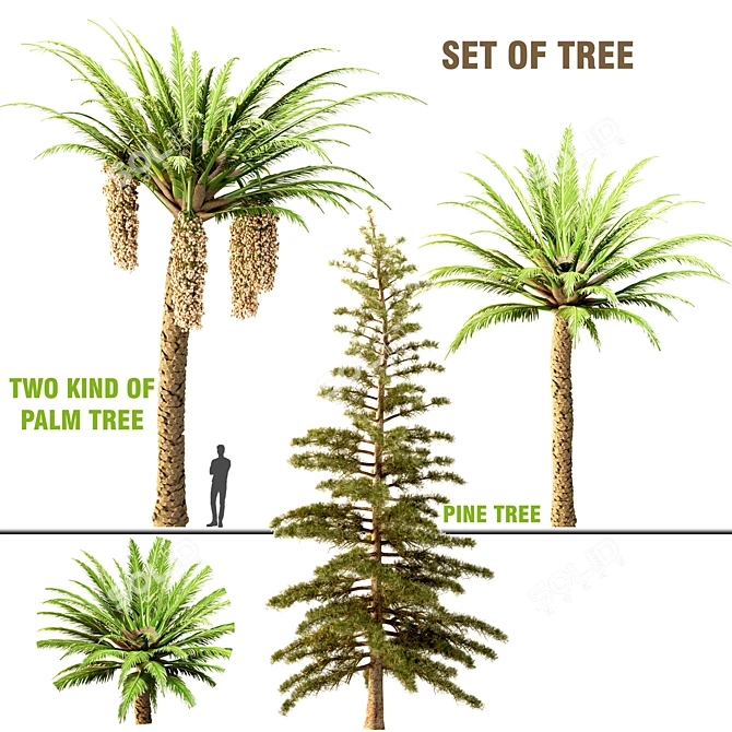 Trio Tree Set: Palm & Pine 3D model image 8