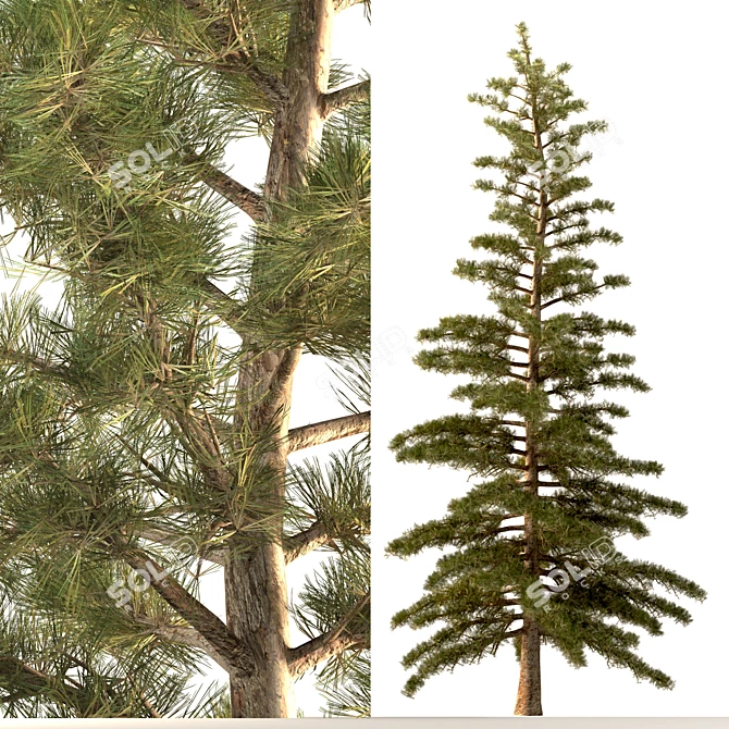 Trio Tree Set: Palm & Pine 3D model image 12