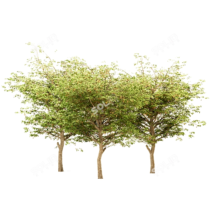 Set of Acer Negundo Trees 3D model image 2