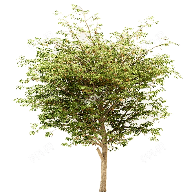 Set of Acer Negundo Trees 3D model image 6