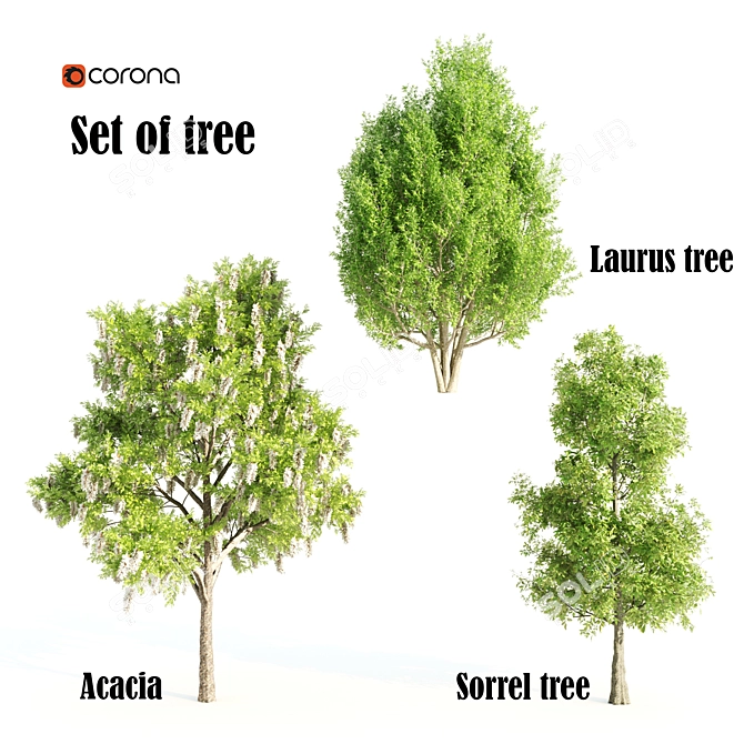 Nature's Trio: Laurus, Acacia & Sorrel Trees 3D model image 1