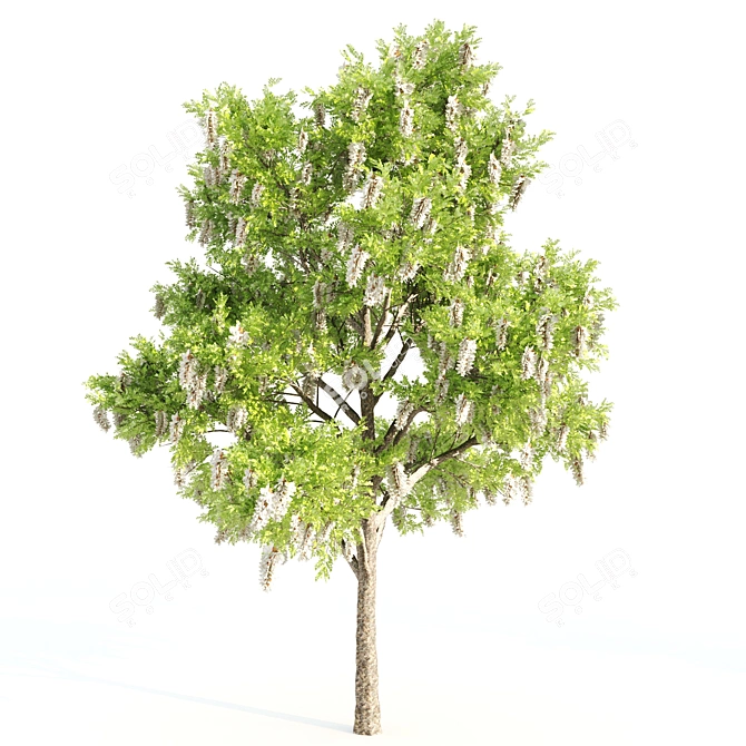 Nature's Trio: Laurus, Acacia & Sorrel Trees 3D model image 2